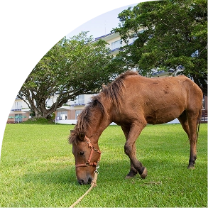 ヨナグニウマ