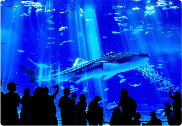 沖縄美ら海水族館・海洋博公園